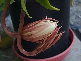 Audrey starting to bloom