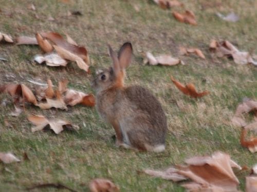 Bunny