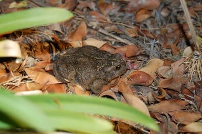 Toad